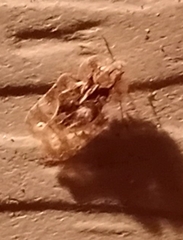 Corythucha marmorata