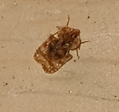 Corythucha marmorata