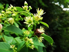 Berchemia kulingensis