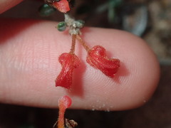 Grevillea crassifolia