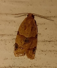 Clepsis peritana