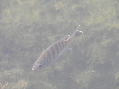 Lepomis macrochirus purpurascens