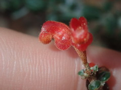 Grevillea crassifolia