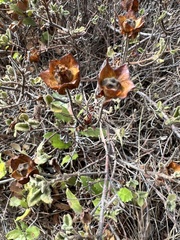 Cistus salviifolius