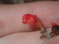 Grevillea crassifolia