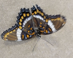 Limenitis arthemis arthemis