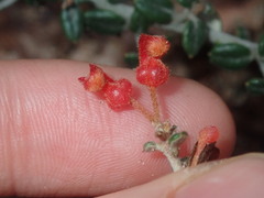 Grevillea crassifolia