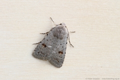 Caradrina kadenii