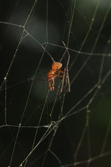 Argyrodes