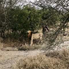 Panthera leo melanochaita