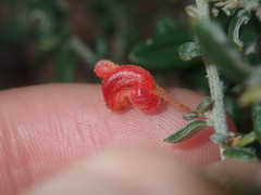 Grevillea crassifolia