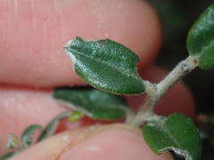 Grevillea crassifolia