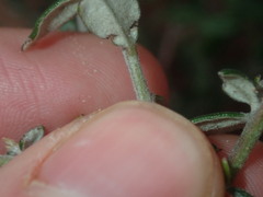 Grevillea crassifolia