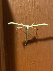 Emmelina monodactyla