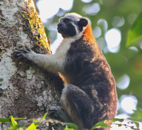 Saguinus geoffroyi