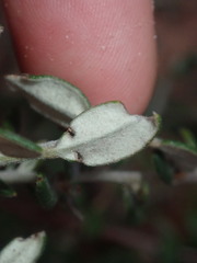 Grevillea crassifolia