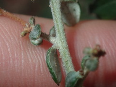 Grevillea crassifolia