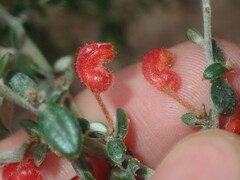 Grevillea crassifolia