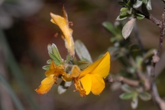 Genista pilosa