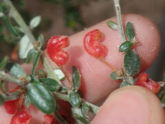 Grevillea crassifolia