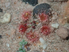 Drosera