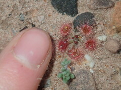Drosera