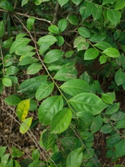 Casearia aculeata