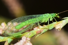 Pseudomallada ibericus