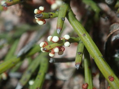 Santalaceae