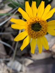 Lasianthaea podocephala