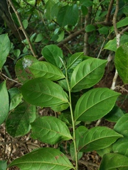 Casearia aculeata