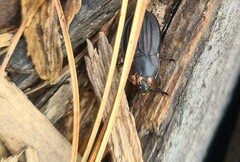 Parasitiformes