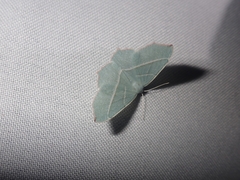 Campaea margaritaria