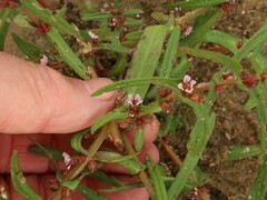 Ammannia robusta
