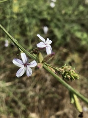 Plumbago europaea