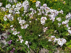Gypsophila tenuifolia