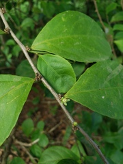 Casearia aculeata