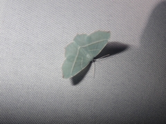 Campaea margaritaria