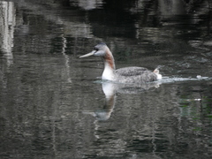 Podiceps major