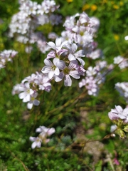 Gypsophila tenuifolia