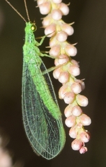 Pseudomallada ibericus