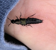 Staphylinini