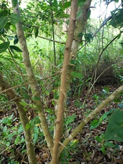 Casearia aculeata