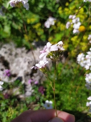 Gypsophila tenuifolia