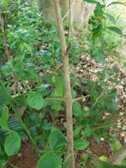 Casearia aculeata