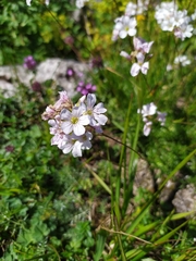 Gypsophila tenuifolia