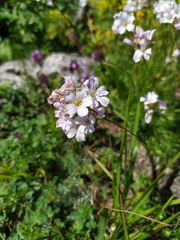 Gypsophila tenuifolia