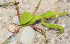Sphodromantis viridis