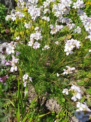 Gypsophila tenuifolia