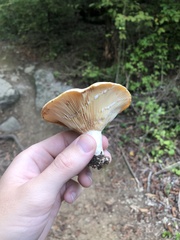 Russulaceae